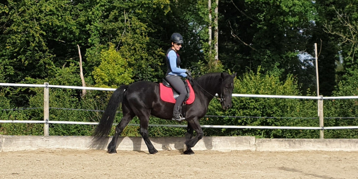 Reitcoach reitet einen Rappen im Reitviereck.