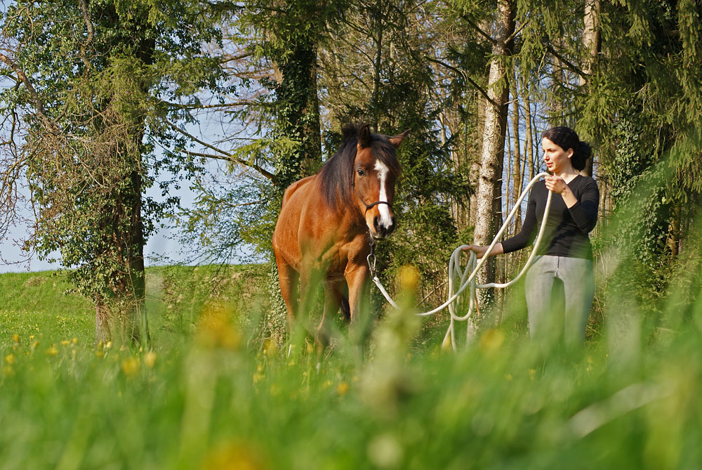 Reitcoach führt ihr Pferd am langen Strick dem Wald entlang.