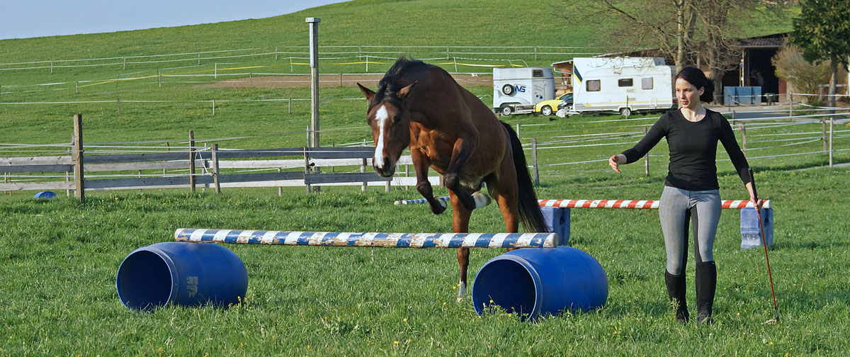 Pferd spring auf der Wiese frei und ohne Zaumzeug, nur durch Körpersprache vom Reitcoach geleitet, über Cavaletti.