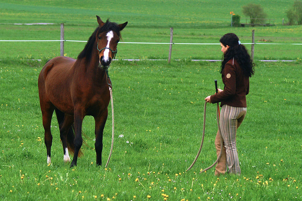 Pferd schaut mit leicht seitlich geneigtem Kopf die Reitcoach an, die das Pferd auf der Wiese mit feinen Zeichen anleitet.