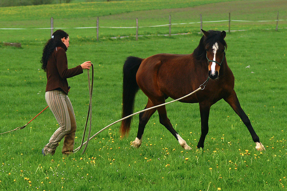 Reitcoach gibt, auf der Wiese, durch feines Neigen des Kopfes dem Pferd Anweisung.