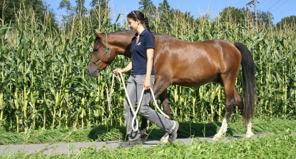 Reitcoach führt das Pferd am langen Strick einem Maisfeld entlang.