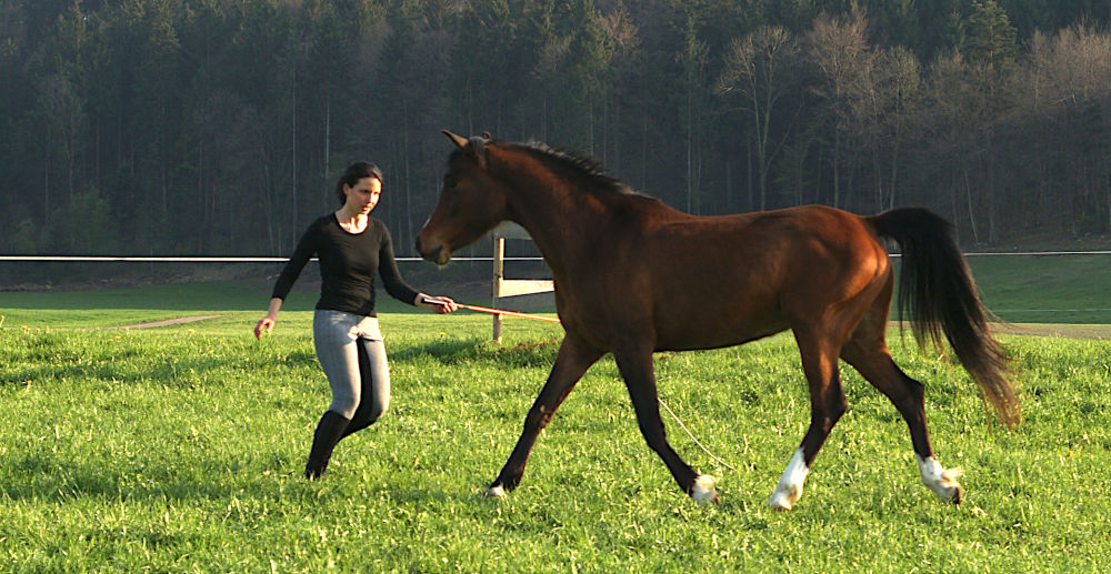 Reitcoach lenkt ihr Pferd mit Parellistick vom Boden aus frei auf der Wiese.