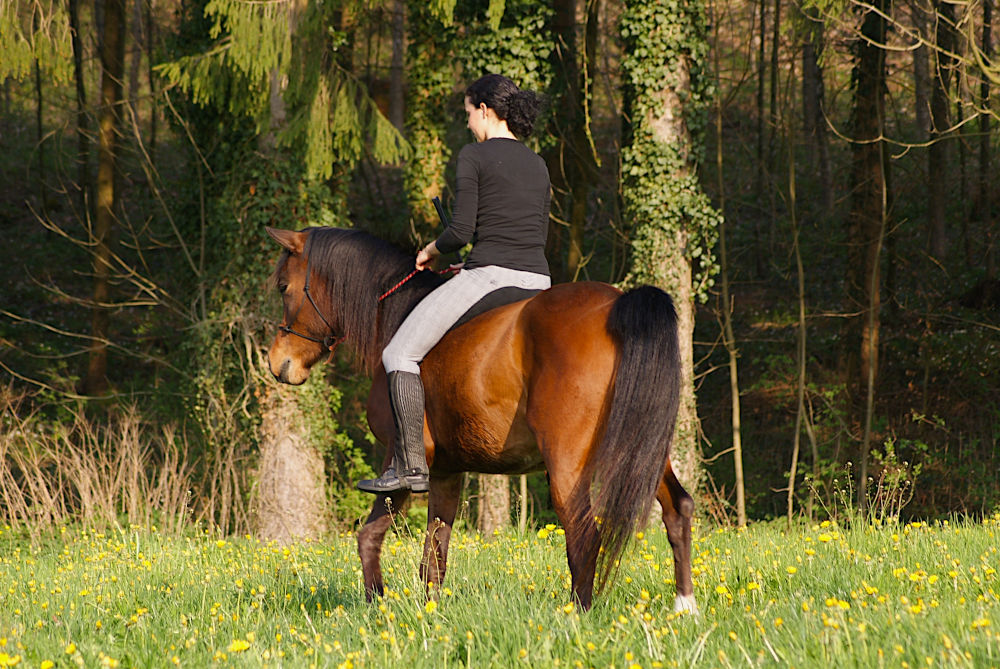 Reitcoach reitet ohne Sattel und mit Strickhalfter über Wiese dem Wald entgegen.